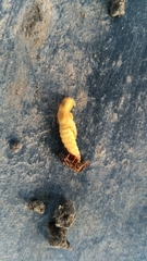 Insecta