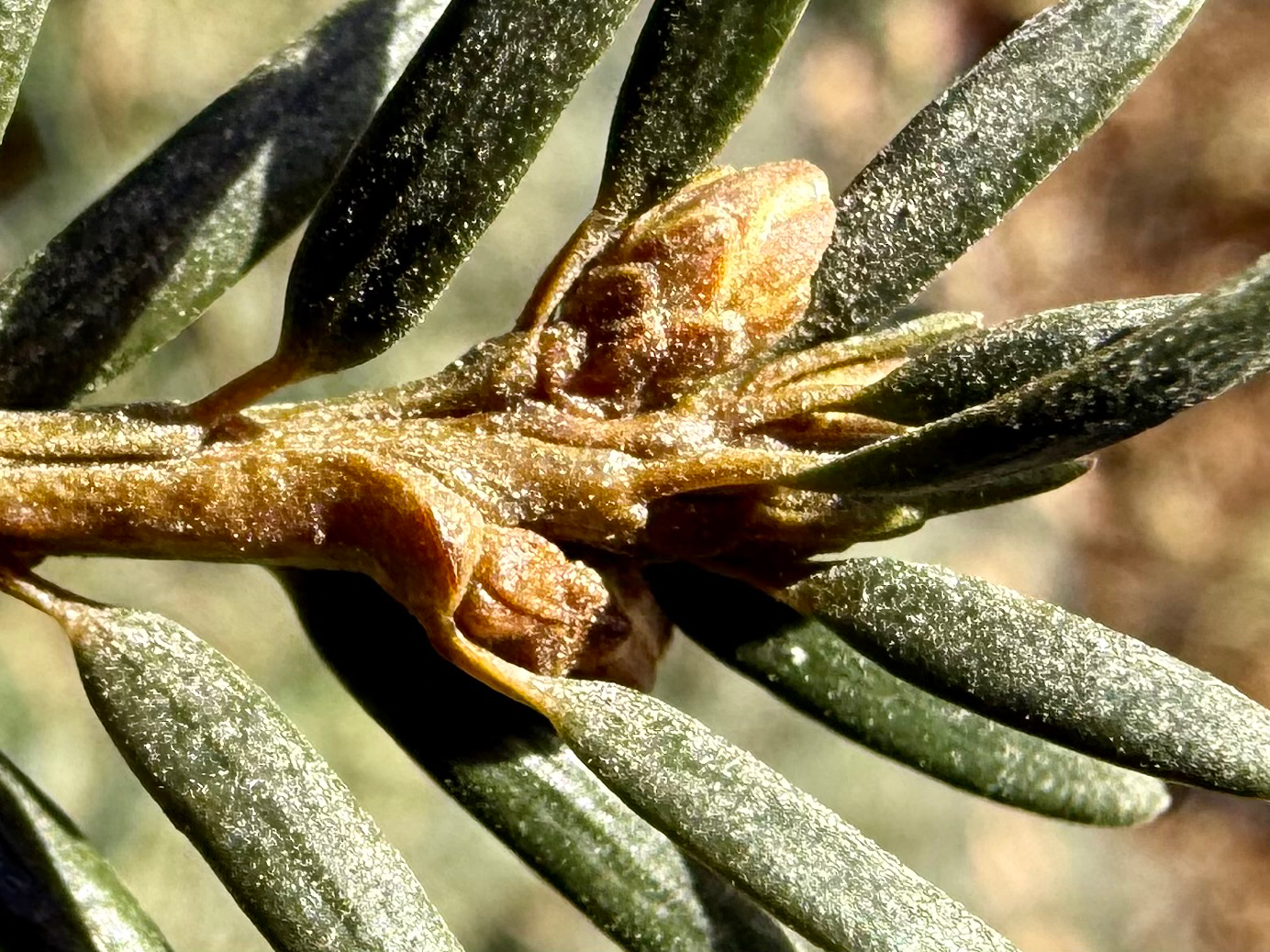 Anglojapanese yew