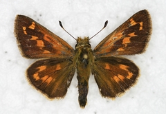 Hesperia comma laurentina