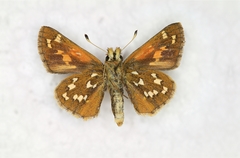 Hesperia comma laurentina