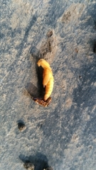 Insecta