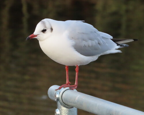 Black-headed Gull (Chroicocephalus ridibundus), photo 6