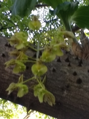 Catasetum fimbriatum