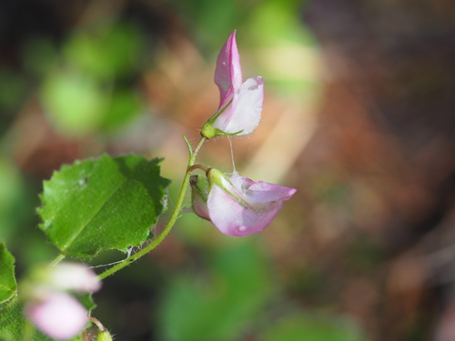 round-leaved restharrow (Ononis rotundifolia)