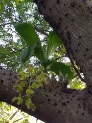 Catasetum fimbriatum