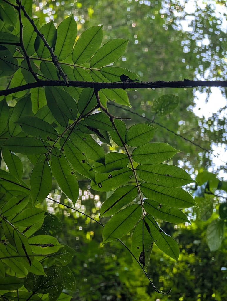 Machaerium amazonense