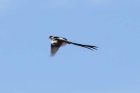 Pin-tailed Whydah