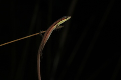 Takydromus sexlineatus