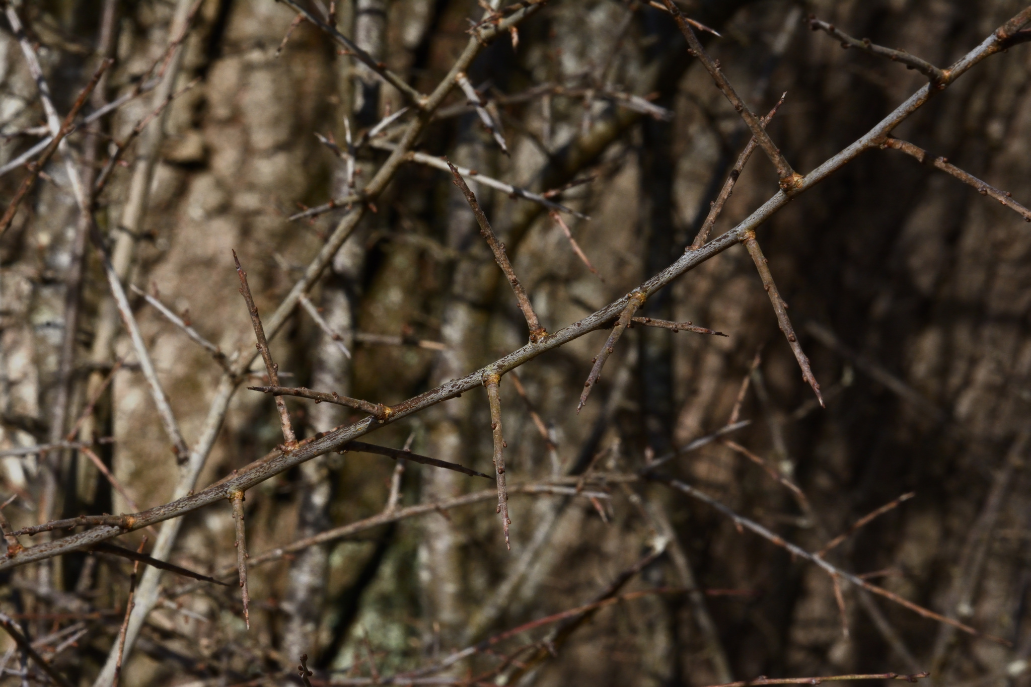 Blackthorn
