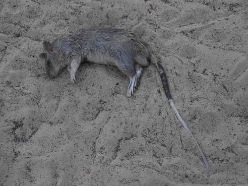 Southern Giant Pouched Rat (Cricetomys ansorgei)
