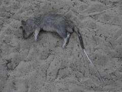 Cricetomys gambianus