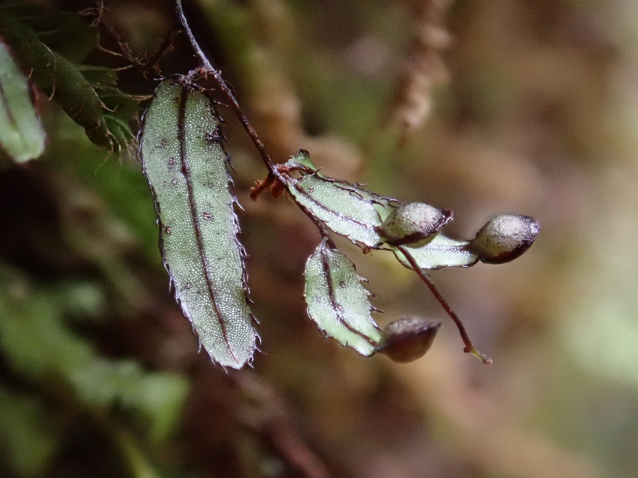 Hymenophyllum armstrongii image