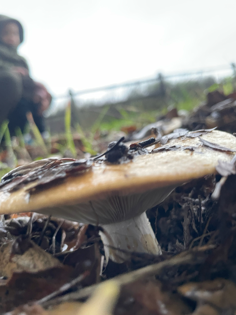Lactarius alnicola · December 2025 · photo: © markvalen (iNaturalist, cc-by)