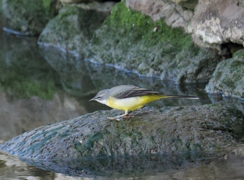 Bergeronnette des ruisseaux (Motacilla cinerea)