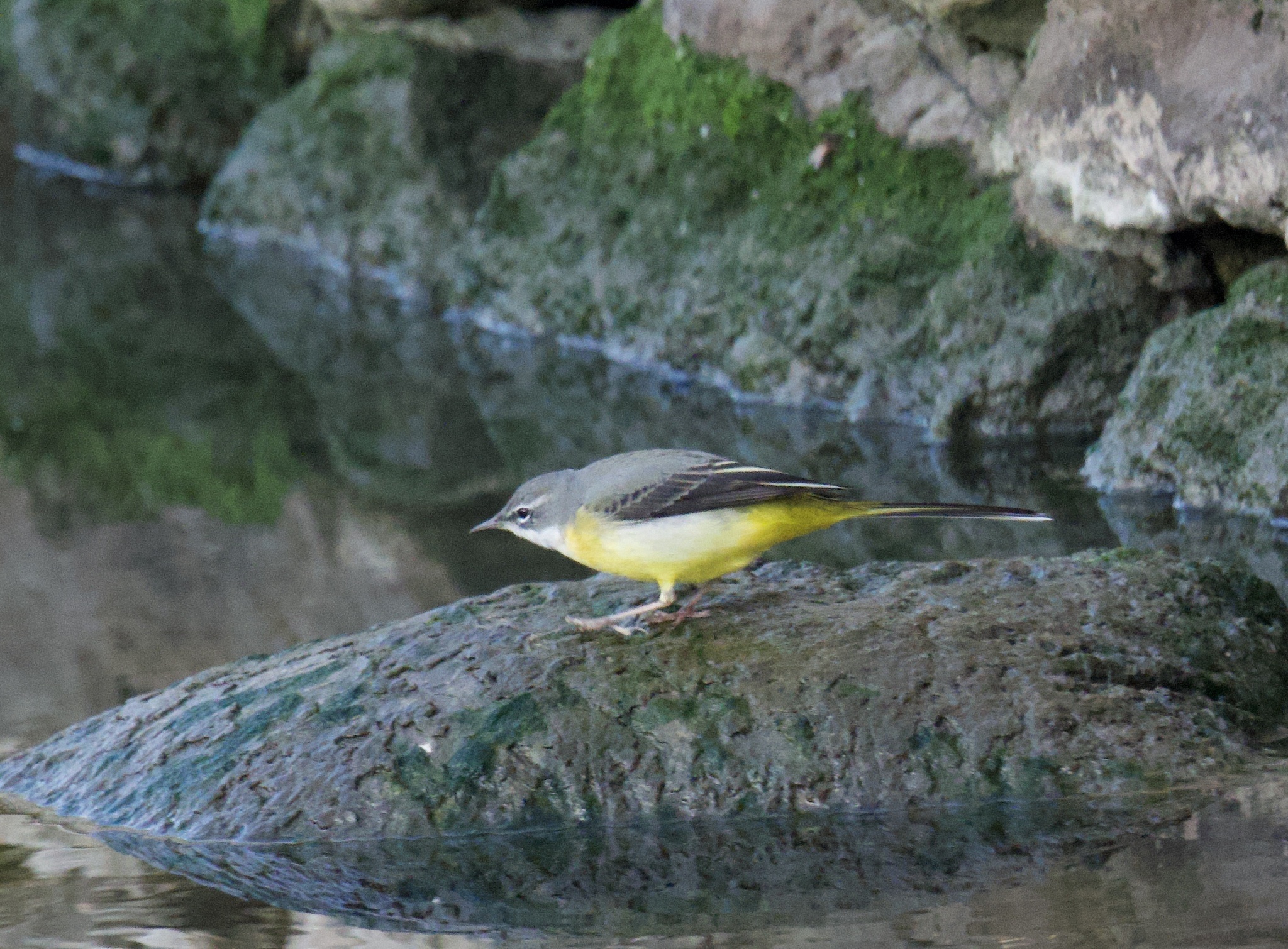 Grey Wagtail (Motacilla cinerea)