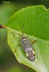 Closterotomus annulus