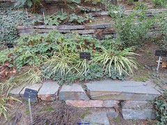 Ophiopogon planiscapus