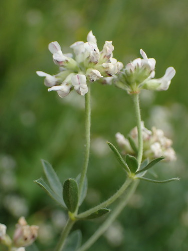 Herb canary clover (Lotus herbaceus)