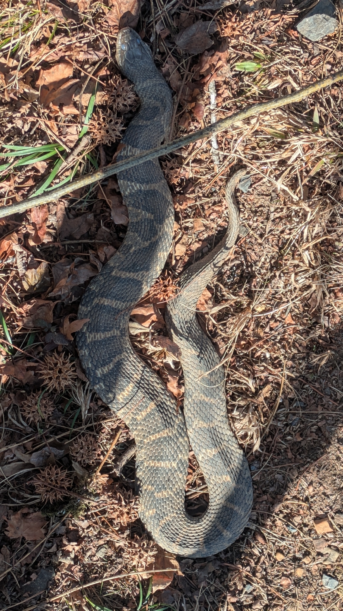 Nerodia sipedon (Linnaeus, 1758)