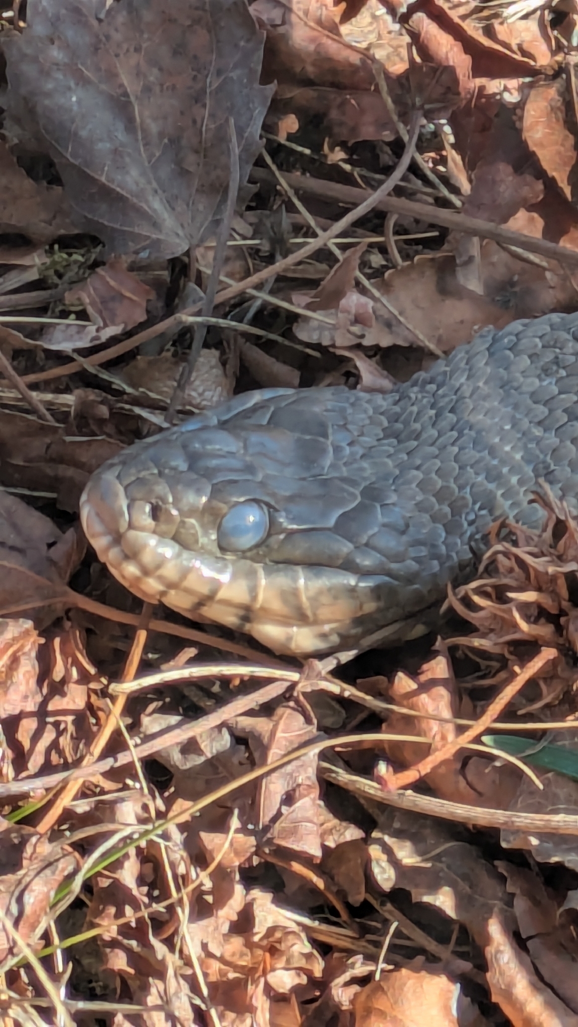 Nerodia sipedon (Linnaeus, 1758)