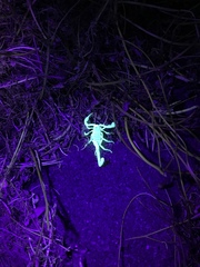 Smeringurus