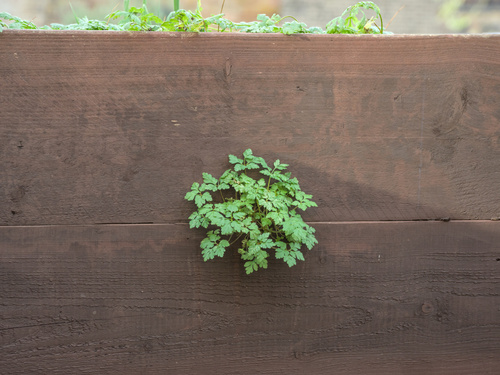 Ein weiteres Foto von Herb Robert