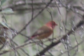 Red-billed Firefinch