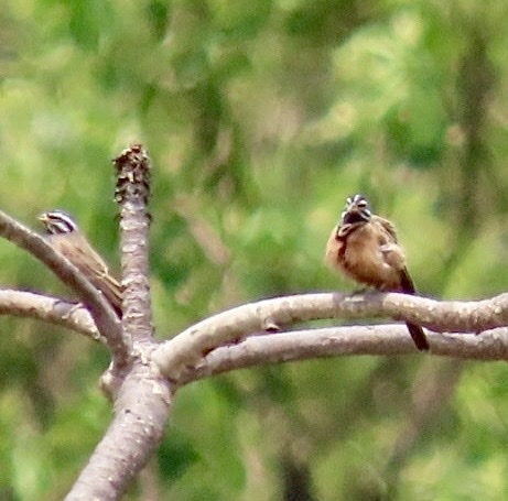 Cinnamon-breasted Bunting