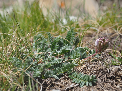 Gaudin's milk vetch (Oxytropis helvetica)
