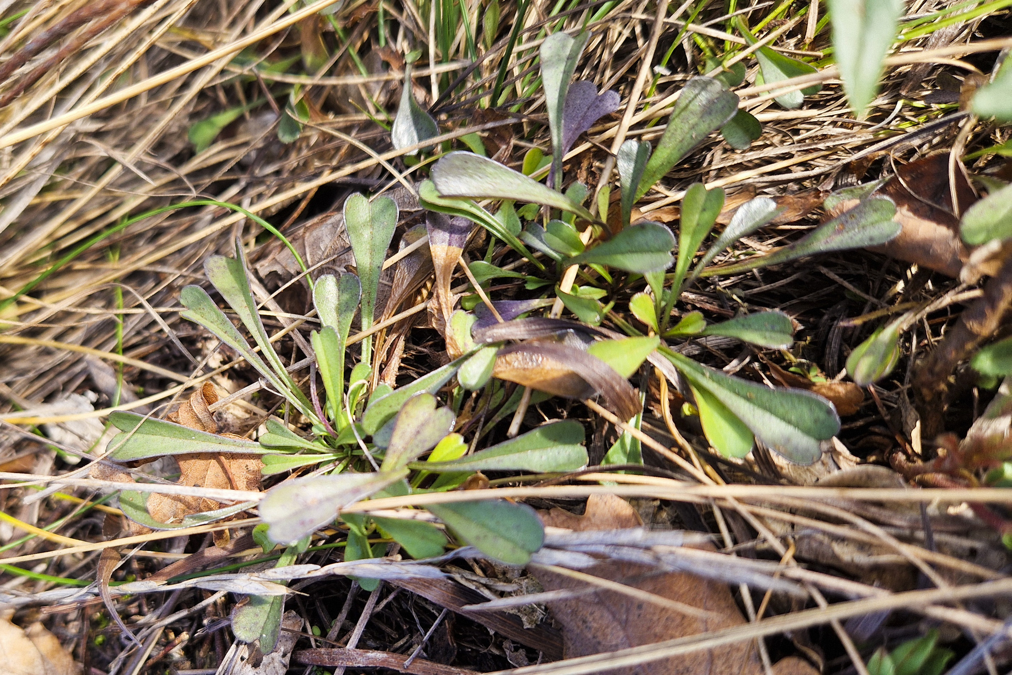 Globularia menor
