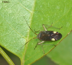 Closterotomus annulus