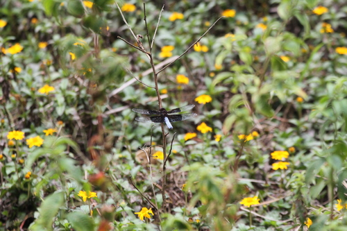Madagascar Jungleskimmer photo 2