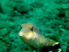 Canthigaster compressa