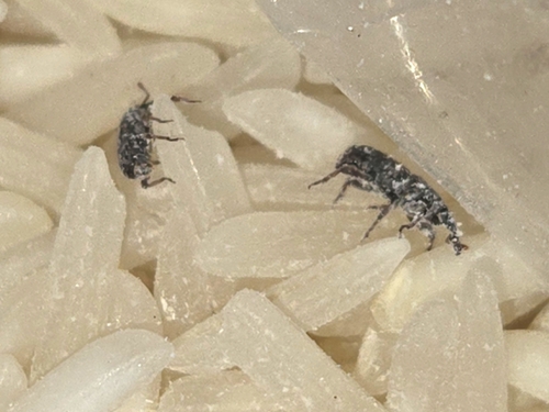 Rice Weevil photo 5
