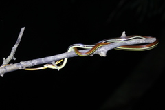 Dendrelaphis caudolineatus