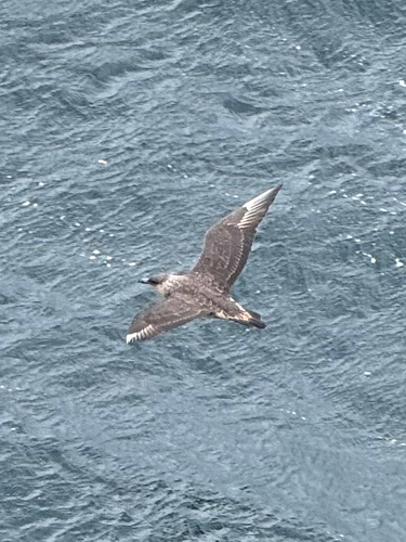 Chilean Skua (Stercorarius chilensis)