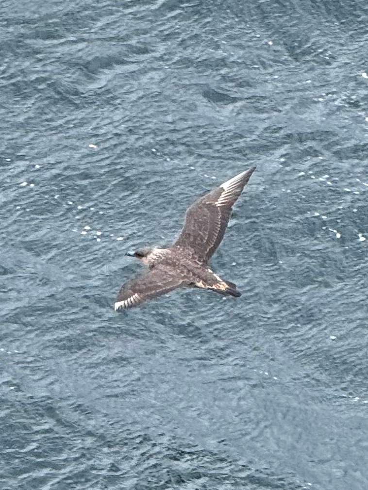 Chilean Skua (Stercorarius chilensis), photo 1