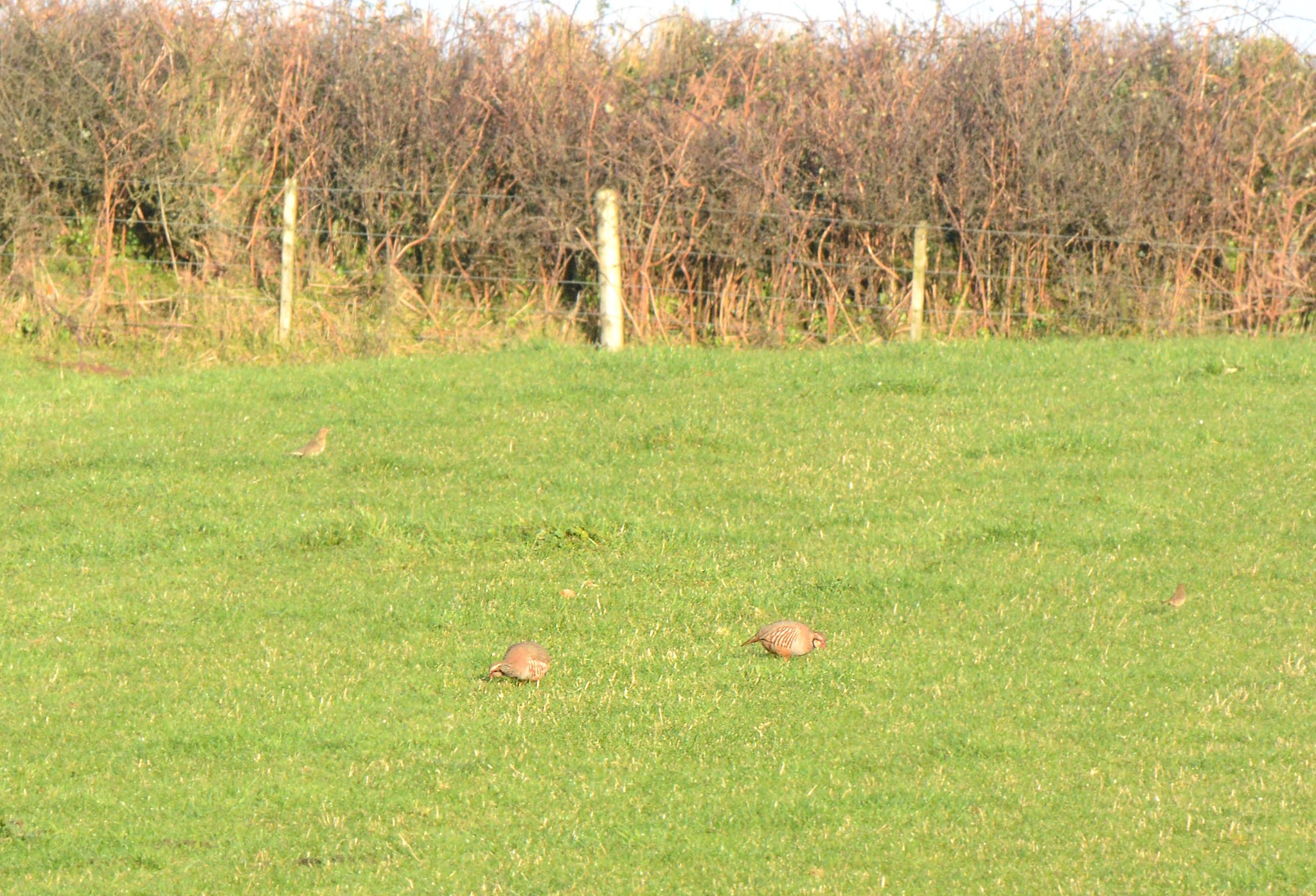 Red-legged Partridge (Alectoris rufa), photo 2