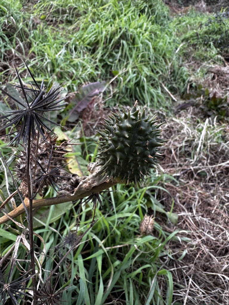 Foto de Castanheiro-do-diabo