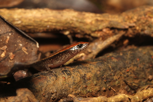 Common Madagascar Skink, Madascincus melanopleura