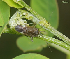 Closterotomus annulus