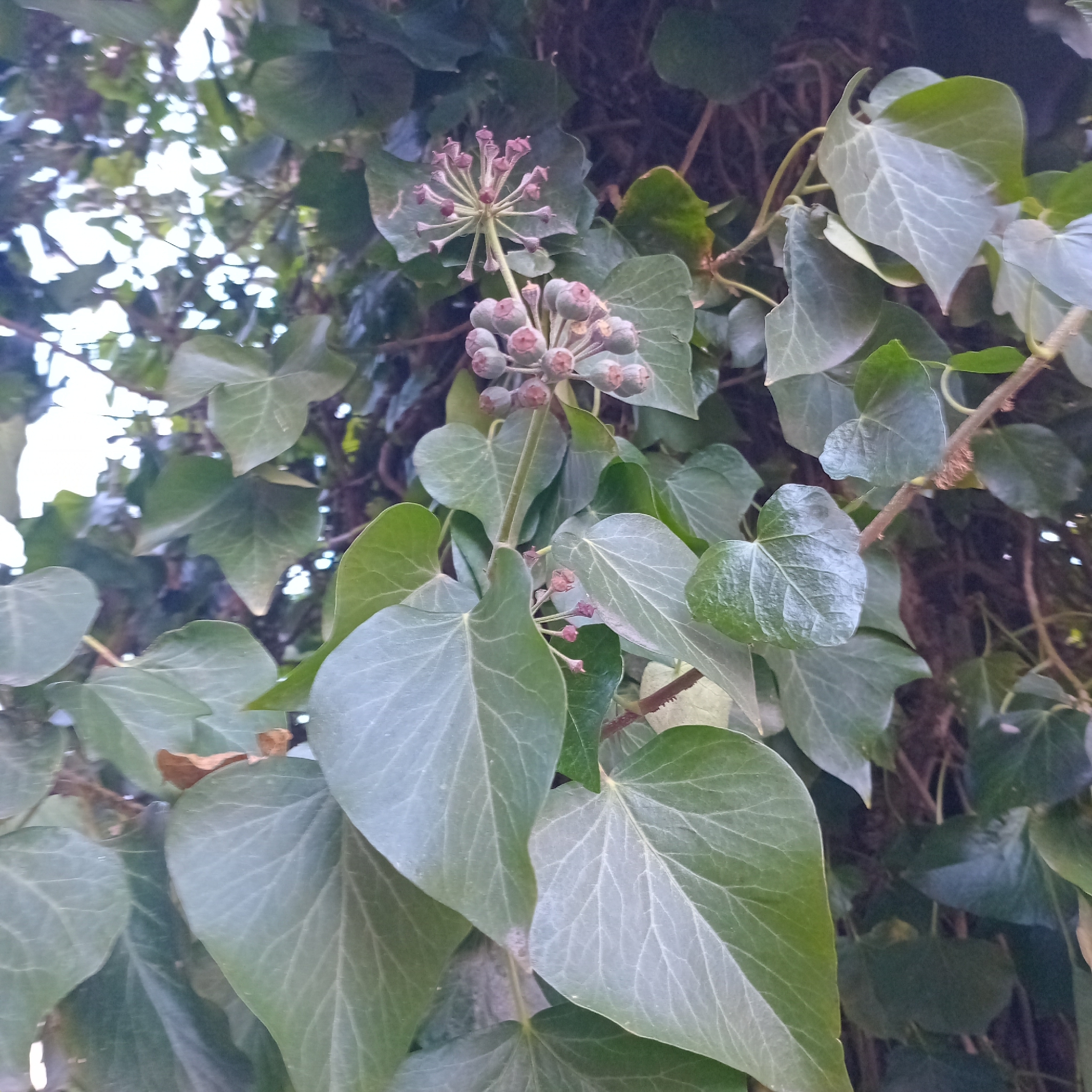 Atlantic ivy