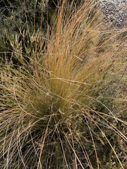 Chionochloa rubra