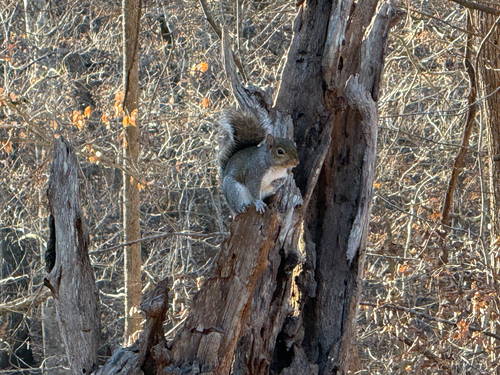 Eastern Gray Squirrel