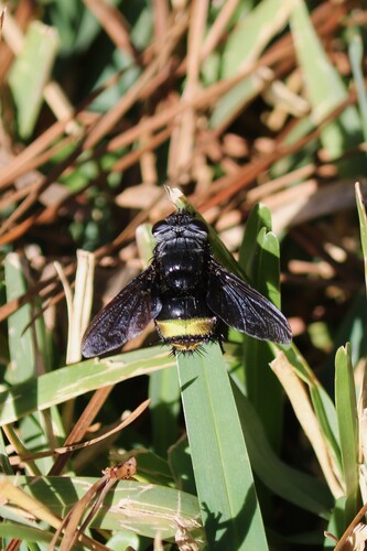 Unknown species found near Montgomery County, TX, USA