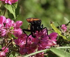 Protomydas rubidapex