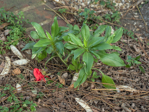 Centranthus ruber