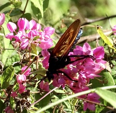 Protomydas rubidapex