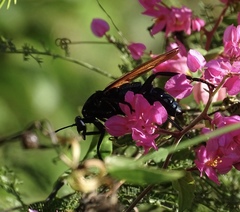 Protomydas rubidapex