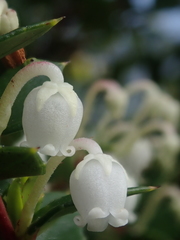 Gaultheria phillyreifolia